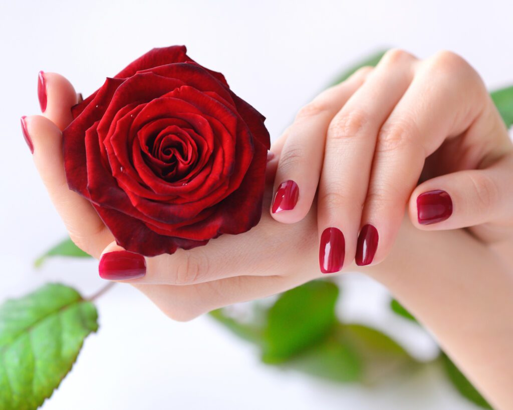 A hand with glossy red nails cupping a deep red rose